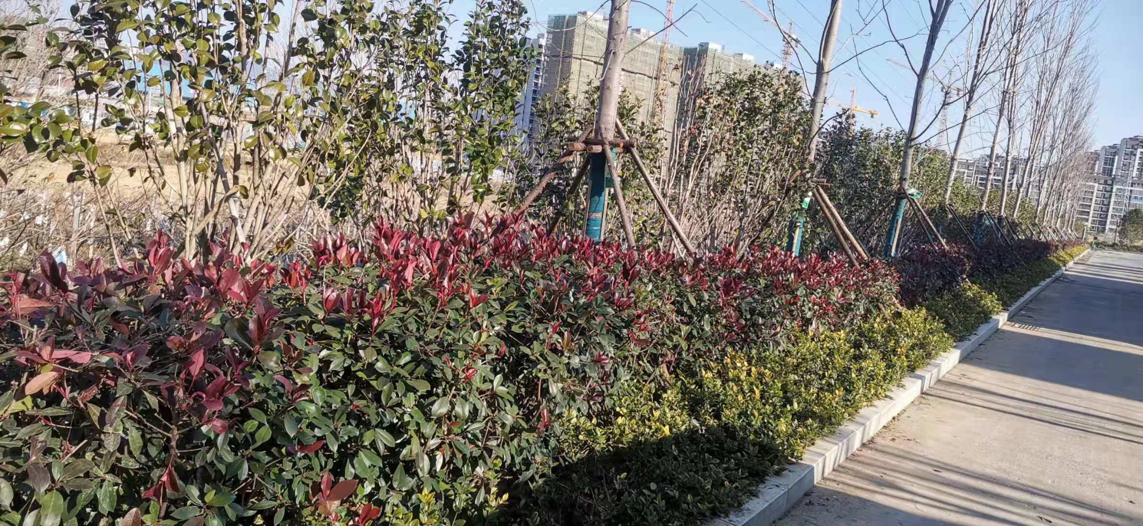 5.效劳区绿化4.jpg